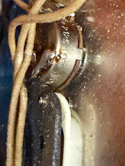 1965 Fender Stratocaster Lake Placid Blue